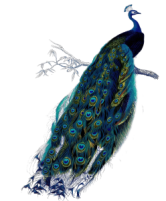 Blue Peacock Antiques Logo